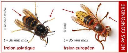 frelon asiatique et frelon euorpéen