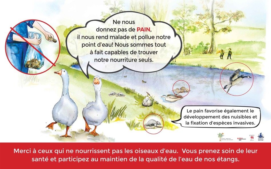Panneau Nourrissage des oiseaux d'eau